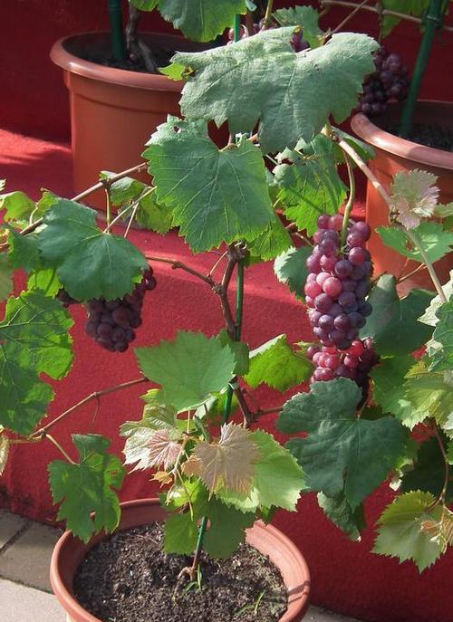 盆栽葡萄的种植与养护（打造居家果园）