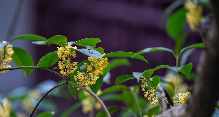 桂树与桂花树的区别（从形态、特征、用途等方面探究两者的不同）