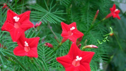 夏日绚丽之花（盛夏时节，花开满园）