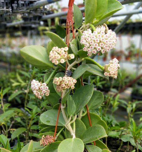 球兰开花时间和频率的探究（一年开几次花？如何繁殖球兰？）