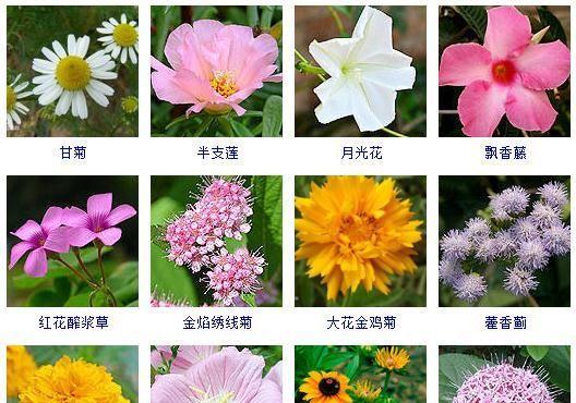 秋意盎然——秋季花卉大赏（寻找秋日之美，探寻秋季花卉奇妙魅力）