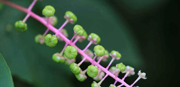 草本与木本的区别（探究植物的生长形态与性状）