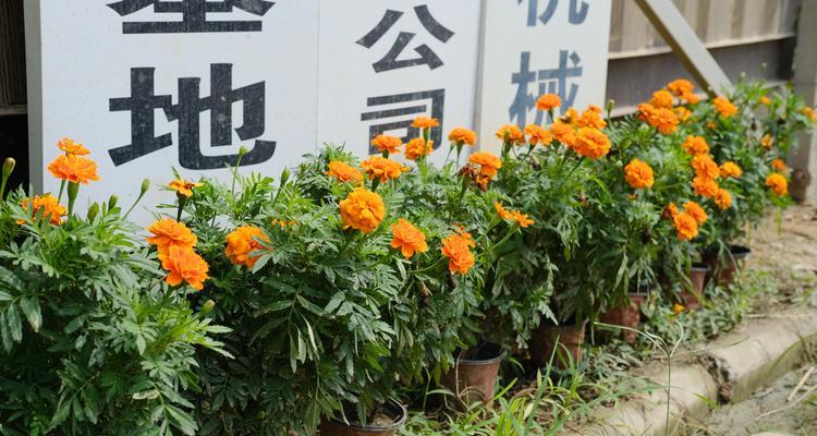 盆栽万寿菊的种植方法（打造别具匠心的盆栽花园，）