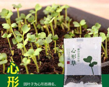 如何正确种植草籽？（从选购到养护，全面掌握草籽种植技巧）