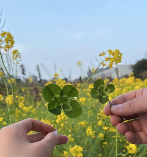 四叶草在爱情中的象征意义（探寻四叶草作为爱情符号的传统与变化）