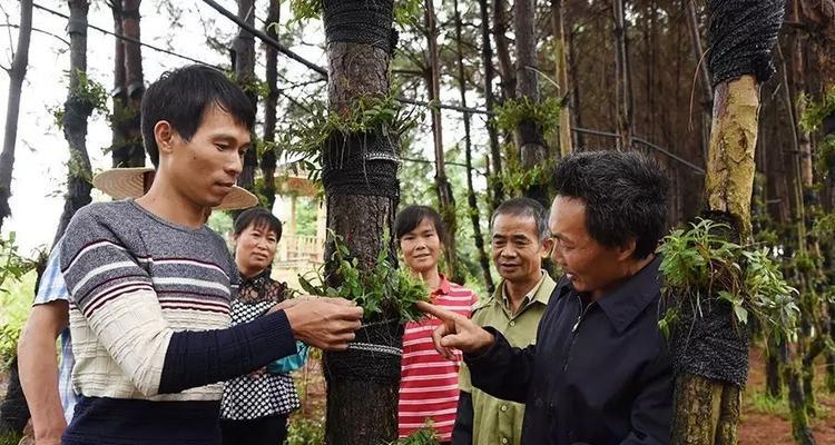 铁皮石斛种植指南（从选址到养护全面解读）