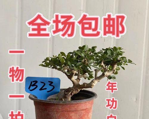 节白蜡小盆栽的养护技巧（轻松成为盆栽达人，了解养护秘诀！）