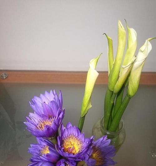 如何养护睡莲在插花瓶里（睡莲花的美丽与温柔/花瓶养殖睡莲的秘诀）