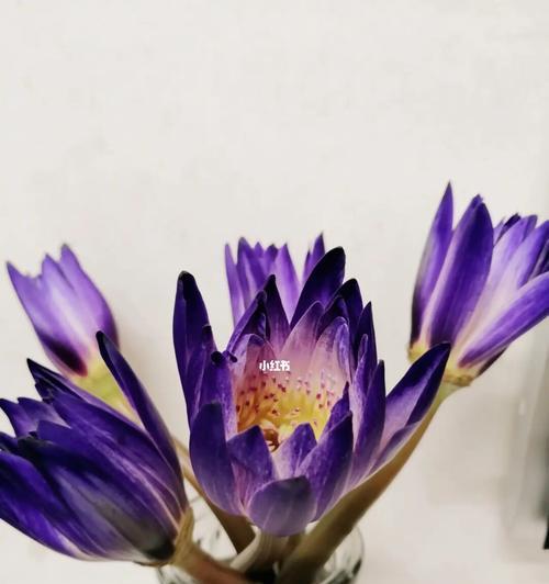如何养护睡莲在插花瓶里（睡莲花的美丽与温柔/花瓶养殖睡莲的秘诀）