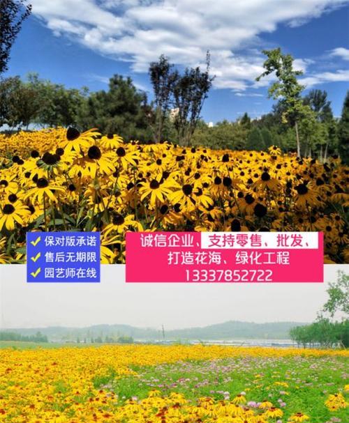 黑心菊种子种植指南（从选种到养护，一步步教你打造美丽庭院）
