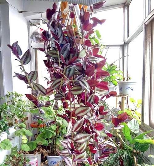 吊竹梅种植全攻略（打造美丽小清新私家花园，种出绝美的吊竹梅）