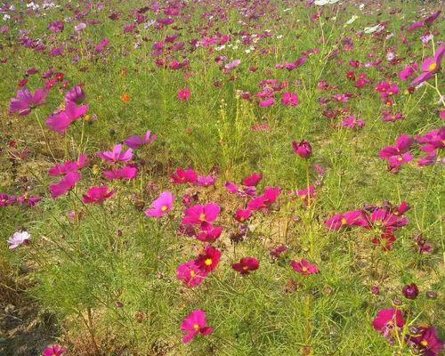 如何种植波斯菊（时间、方法、技巧全解析，让你轻松打造缤纷花海）