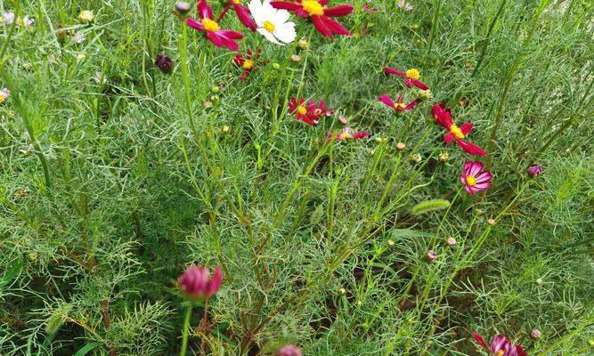 如何种植波斯菊（时间、方法、技巧全解析，让你轻松打造缤纷花海）