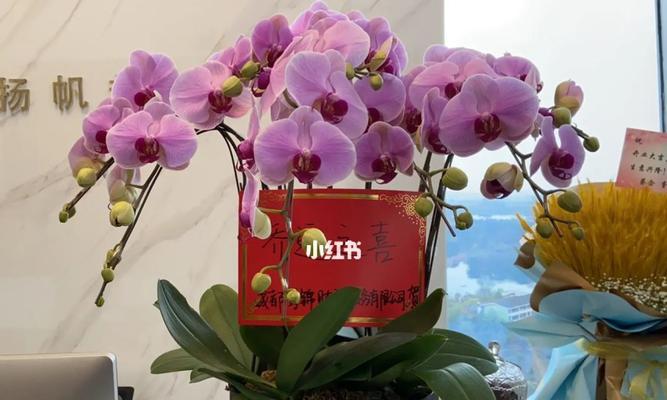 蝴蝶兰谢后怎么处理促进二次开花（教你做好蝴蝶兰的护理工作，让它快速迎来新一轮的绽放）