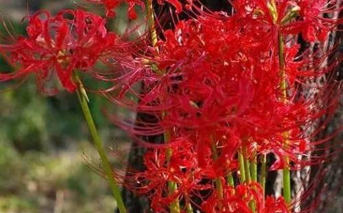 如何种植和照顾彼岸花种球？