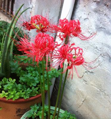 如何种植和照顾彼岸花种球？