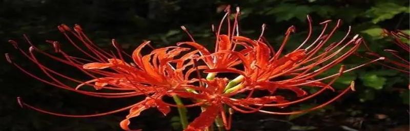如何种植和照顾彼岸花种球？