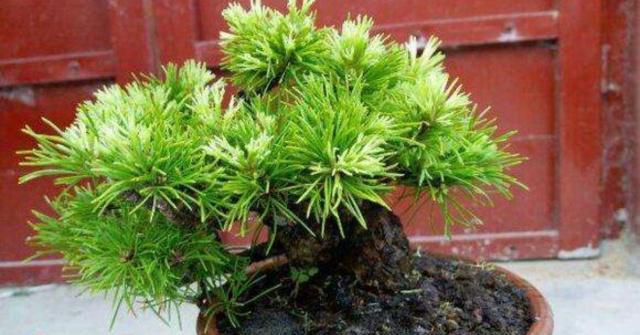 五针松的特点剖析（探究五针松的生态特性和药用价值）