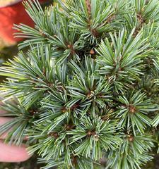 五针松的特点剖析（探究五针松的生态特性和药用价值）