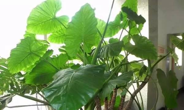 滴水观音茎断了怎么办？（解决方法详解，让你轻松应对）