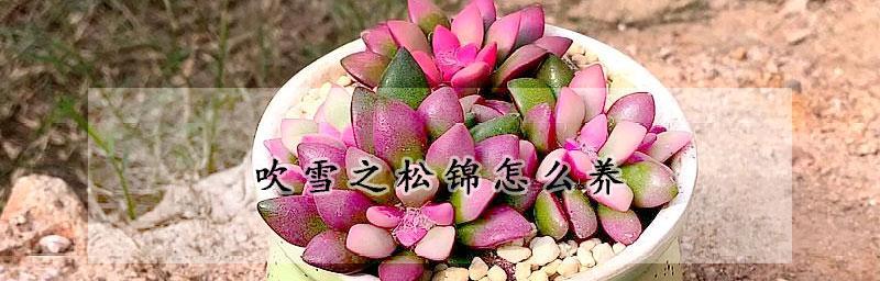 打造枝繁叶茂的吹雪之松锦花园（养殖方法与注意事项）