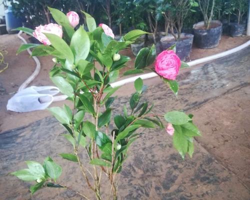 盆栽茶花三季促——打造盆栽茶花绽放新生命（从三季促掌握盆栽茶花护理之道）