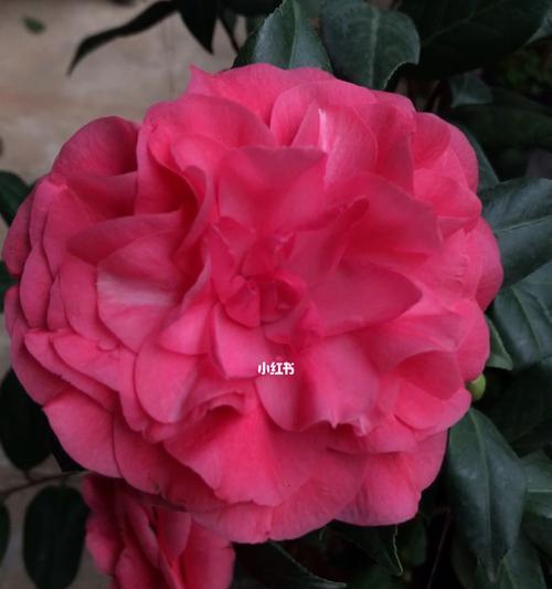 盆栽茶花三季促——打造盆栽茶花绽放新生命（从三季促掌握盆栽茶花护理之道）