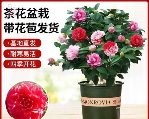 盆栽茶花三季促——打造盆栽茶花绽放新生命（从三季促掌握盆栽茶花护理之道）