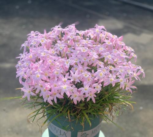 风雨花养殖秘籍（教你如何打造漂亮的风雨花园，养护技巧大揭秘！）