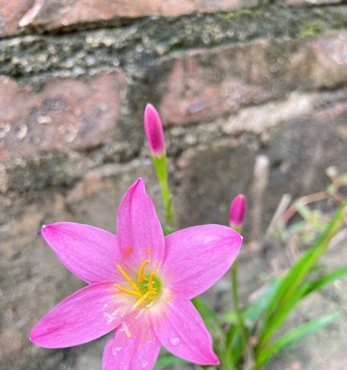 风雨花养殖秘籍（教你如何打造漂亮的风雨花园，养护技巧大揭秘！）