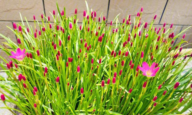 风雨花养殖秘籍（教你如何打造漂亮的风雨花园，养护技巧大揭秘！）