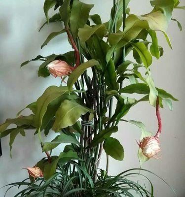 掌握昙花的生长规律，合理施肥水，提高昙花开花频率（掌握昙花的生长规律，合理施肥水，提高昙花开花频率）