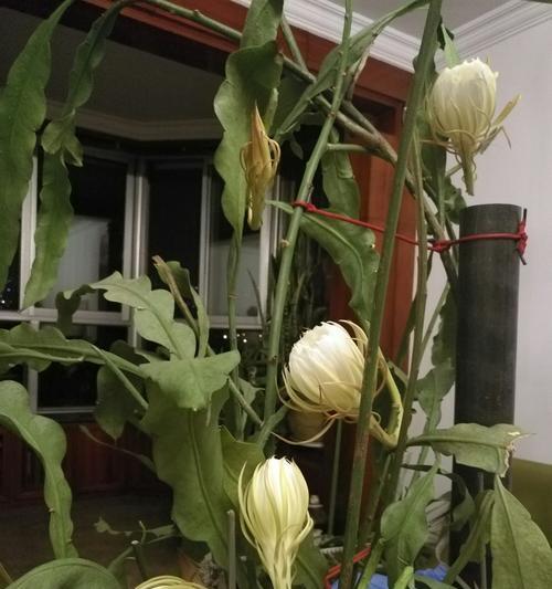 掌握昙花的生长规律，合理施肥水，提高昙花开花频率（掌握昙花的生长规律，合理施肥水，提高昙花开花频率）