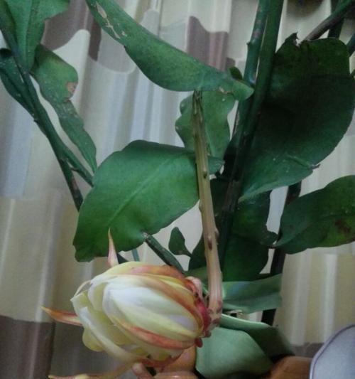 掌握昙花的生长规律，合理施肥水，提高昙花开花频率（掌握昙花的生长规律，合理施肥水，提高昙花开花频率）