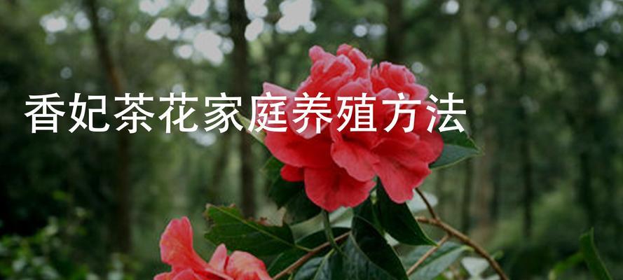 茶花烂根后还能复活吗？（掌握这些技巧，让茶花重新焕发生机）