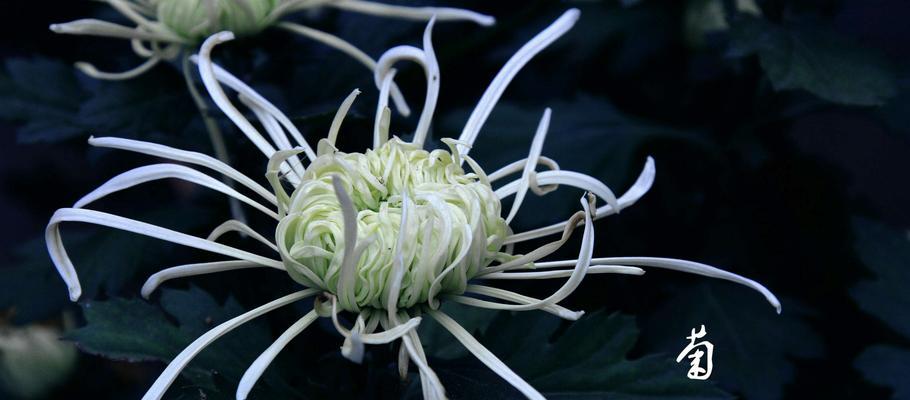 菊花打枝技巧详解（教你打出精美的菊花枝条，成为花艺高手）