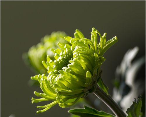 菊花打枝技巧详解（教你打出精美的菊花枝条，成为花艺高手）
