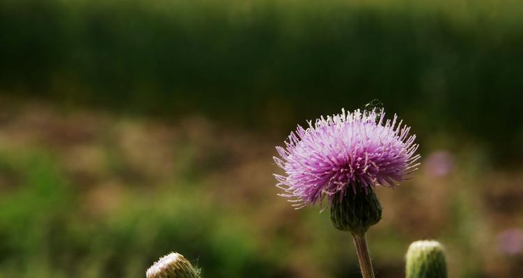 绒球花的开放季节（一年四季中绒球花的不同魅力）