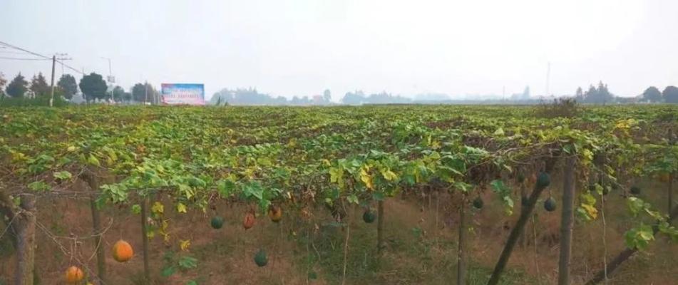 瓜蒌种植技巧（从选种到收获指导）