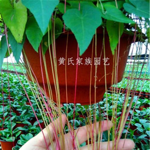 锦屏藤的种植方法详解（打造清新自然的家庭花园，从种植锦屏藤开始）
