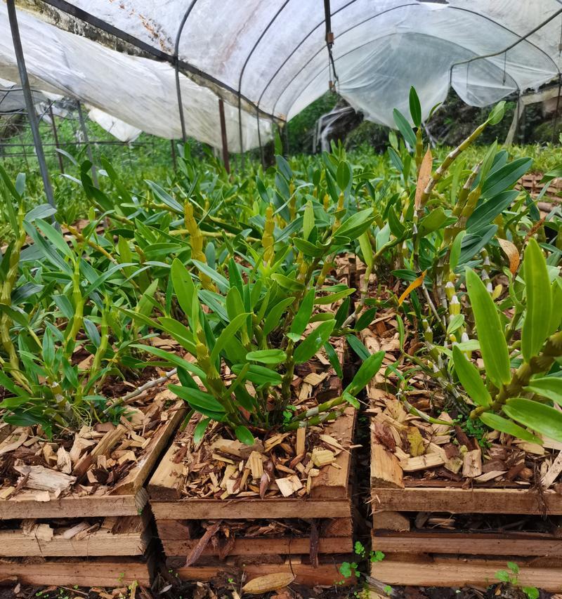 鼓槌石斛种植方法图解，轻松掌握种植技巧！（图解详细步骤，轻松种出好石斛。鼓槌石斛，打破传统种植方式！）