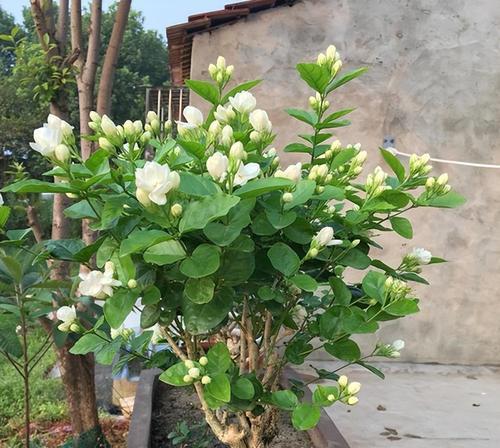 打造美丽花园的——茉莉花的养护技巧（茉莉花如何生长？茉莉花的养护有哪些方法？茉莉花的繁殖技巧？）