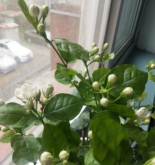 打造美丽花园的——茉莉花的养护技巧（茉莉花如何生长？茉莉花的养护有哪些方法？茉莉花的繁殖技巧？）