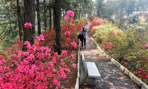 野生杜鹃花的管理方法（如何保护和繁殖野生杜鹃花？）