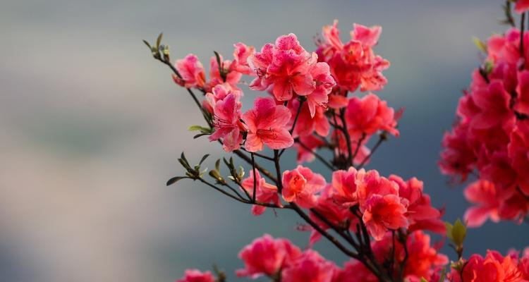 野生杜鹃花的管理方法（如何保护和繁殖野生杜鹃花？）