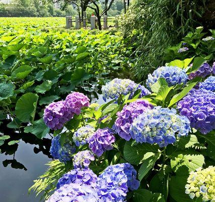 追寻绣球花开的美丽季节（四季不同，妩媚动人的绣球花）