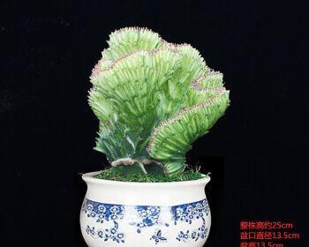 金麒麟花——适合家居养护的优美植物（打造宜人舒适的居家生活）