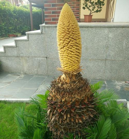 铁树开花时间及其奥秘（探秘铁树开花的季节和成因）