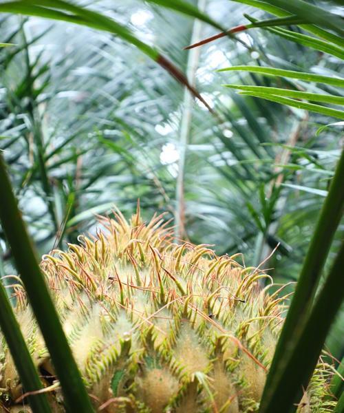 铁树开花时间及其奥秘（探秘铁树开花的季节和成因）