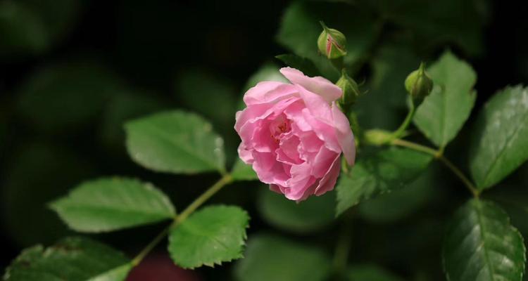 蔷薇花与月季花的区别（从外形、生长环境、花语等方面来分析）